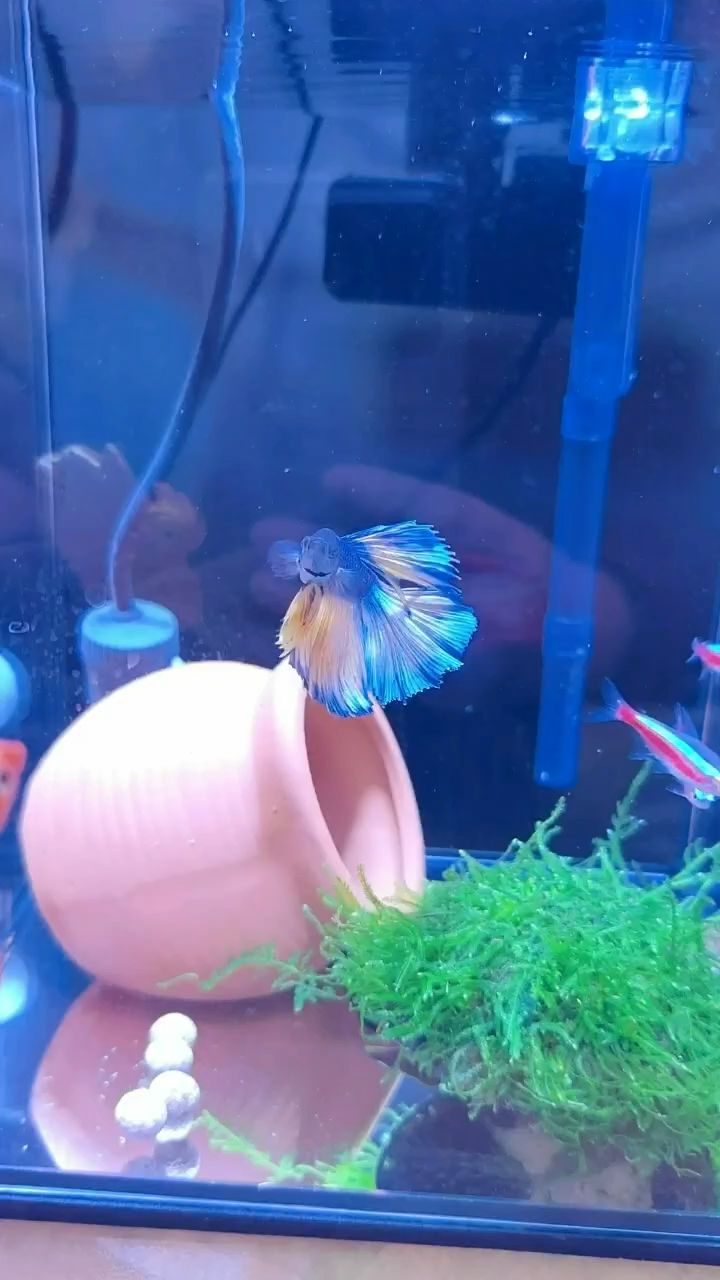 斗魚，逗魚（斗魚和逗魚是兩個不同的直播平臺） 斗魚，逗魚（斗魚和逗魚是兩個不同的直播平臺） 龍魚論壇