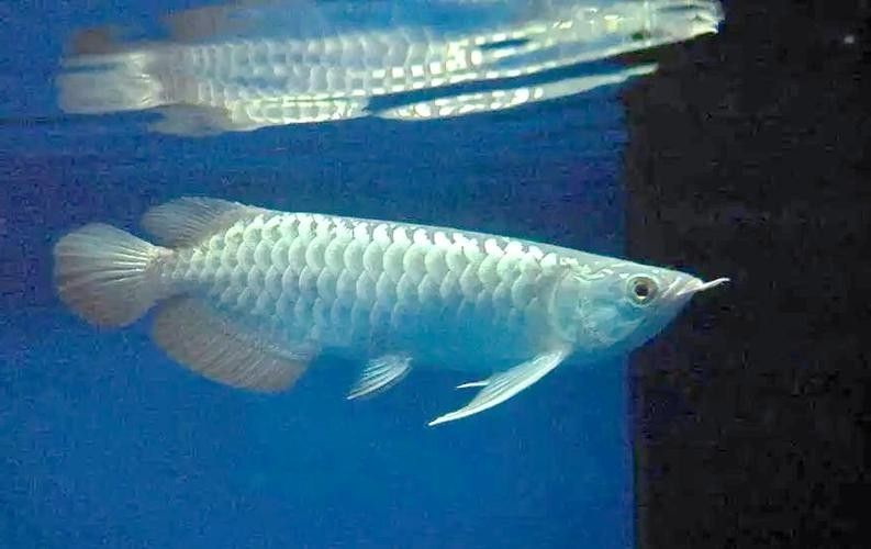 蘭山哪個水族館龍魚好？祥龍魚場龍魚（蘭山哪個水族館祥龍魚場）