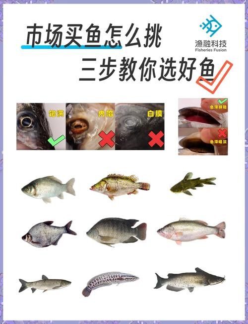 如何挑選新鮮的古龍魚？（如何挑選新鮮的古龍魚）