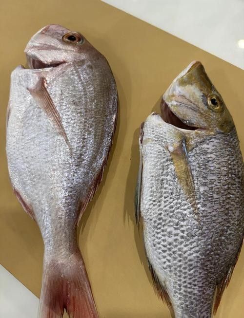 如何挑選新鮮的古龍魚？（如何挑選新鮮的古龍魚）