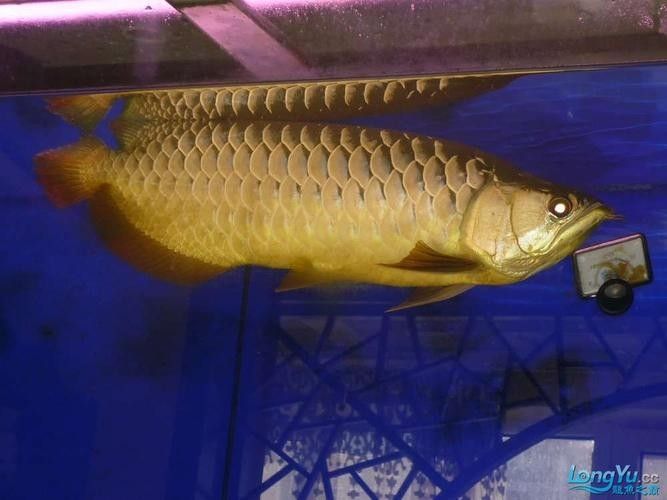 和興龍魚有哪些品種（和興龍魚一種常見的觀賞魚）
