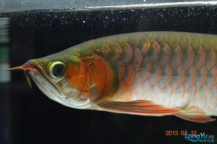 和興龍魚有哪些品種（和興龍魚一種常見的觀賞魚）