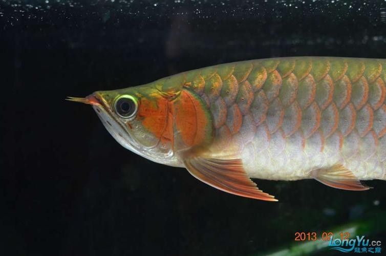 和興龍魚有哪些品種（和興龍魚一種常見的觀賞魚）