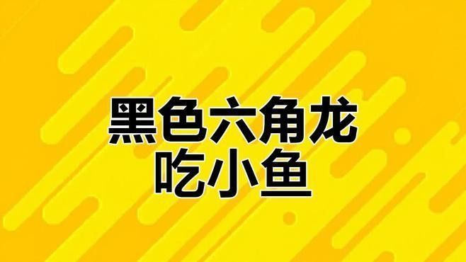恐龍魚吃不吃小魚？（恐龍魚會吃小魚嗎）