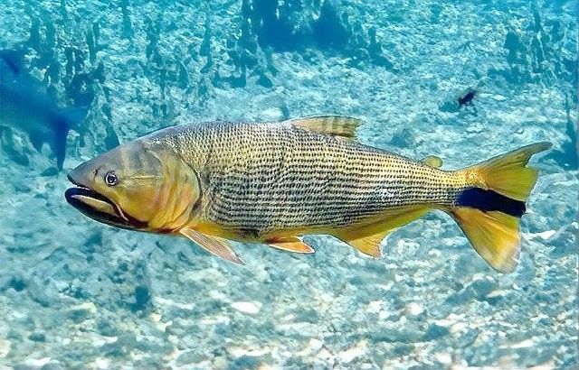 黃金河虎和龍魚混養需要多長時間適應（黃金河虎和龍魚可以混養嗎） 黃金河虎和龍魚混養需要多長時間適應（黃金河虎和龍魚可以混養嗎） 龍魚百科 第7張