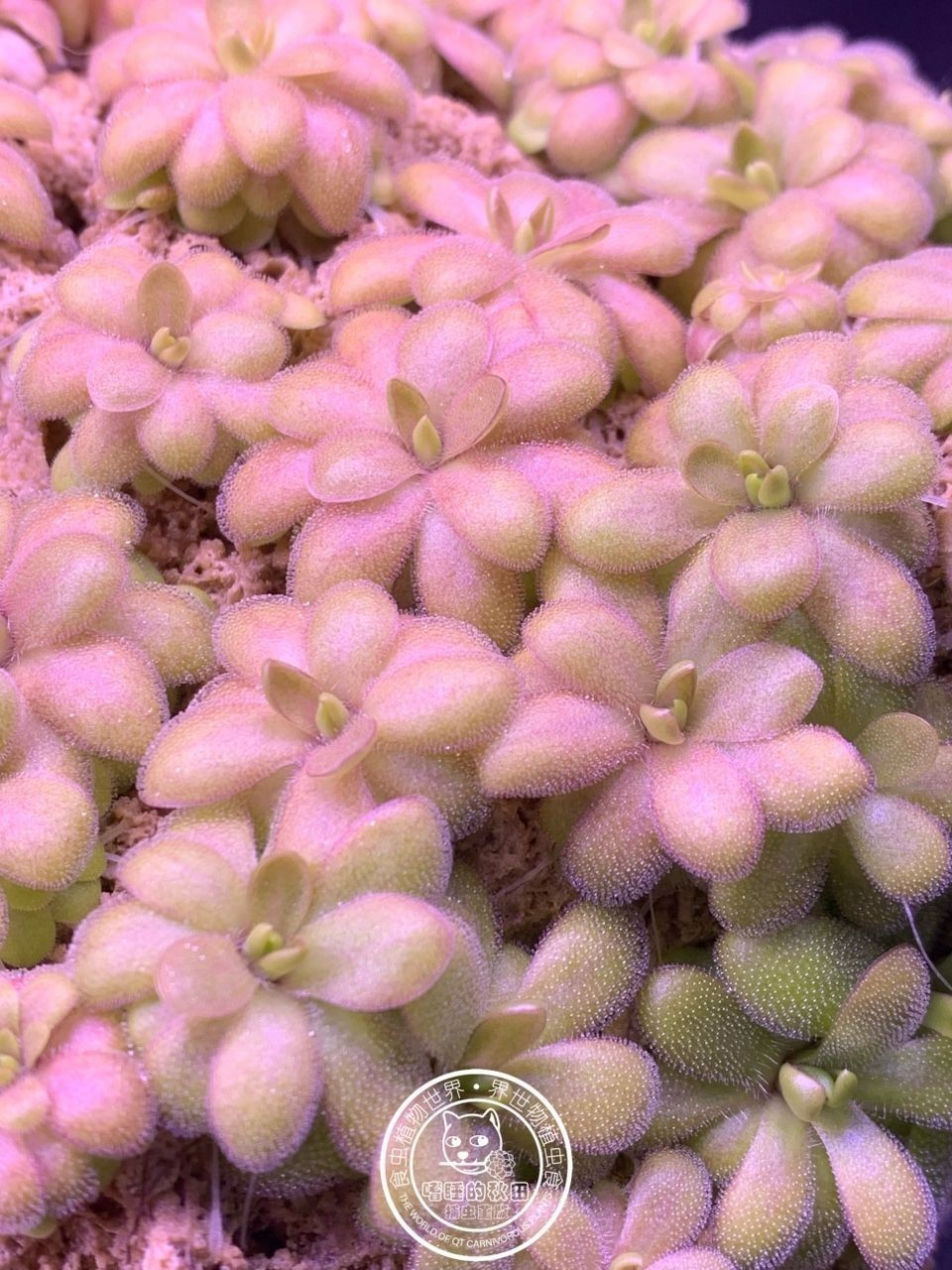 ?越美麗的植物往往用最簡單的方法種植（植物種植技巧）