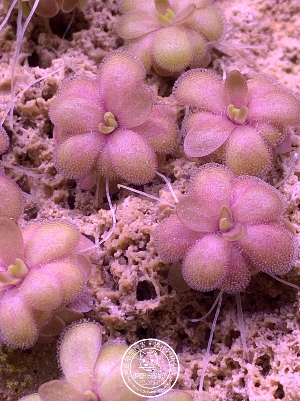 ?越美麗的植物往往用最簡單的方法種植（植物種植技巧）
