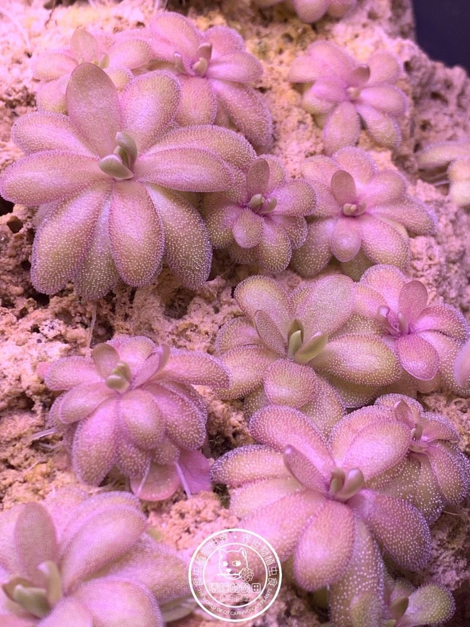 ?越美麗的植物往往用最簡單的方法種植（植物種植技巧）