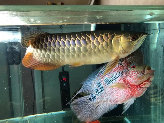 藍寶石龍魚適合什么水質（藍寶石龍魚適合的水質條件）