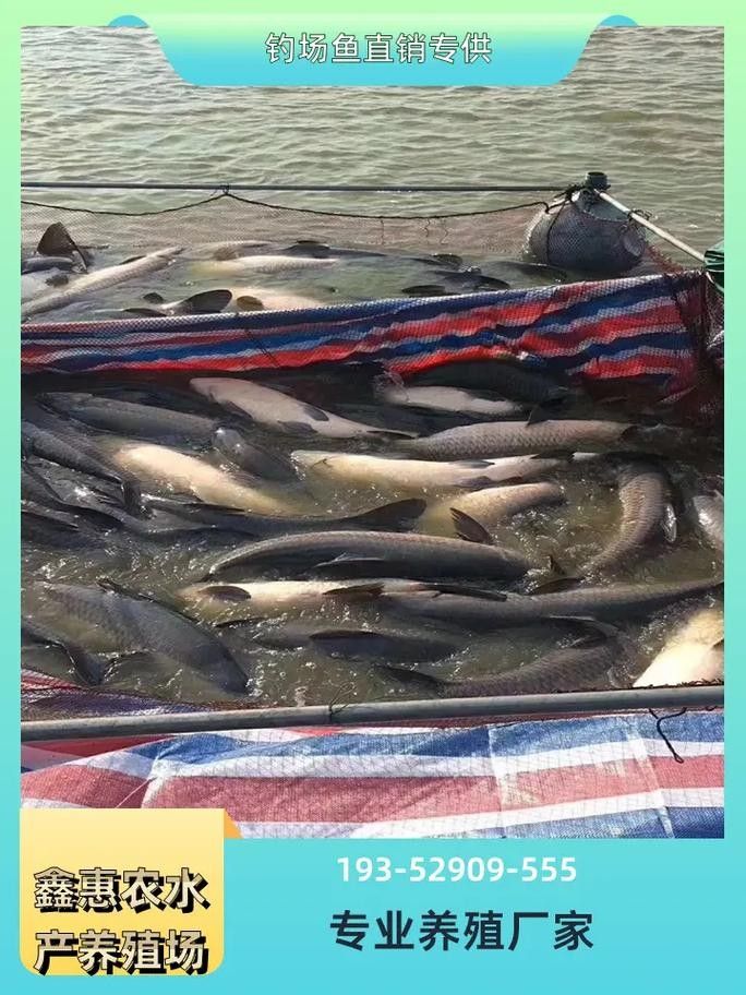 恩施龍魚養殖基地的口碑如何（恩施龍魚養殖基地怎么樣？） 恩施龍魚養殖基地的口碑如何（恩施龍魚養殖基地怎么樣？） 龍魚百科 第6張
