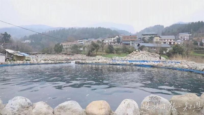 恩施龍魚養殖基地的口碑如何（恩施龍魚養殖基地怎么樣？） 恩施龍魚養殖基地的口碑如何（恩施龍魚養殖基地怎么樣？） 龍魚百科 第9張