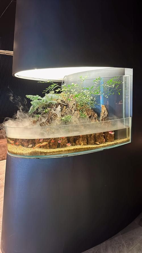 如何根據(jù)魚缸尺寸選擇水中燈（如何根據(jù)魚缸尺寸選擇合適的水中燈） 如何根據(jù)魚缸尺寸選擇水中燈（如何根據(jù)魚缸尺寸選擇合適的水中燈） 龍魚百科 第3張
