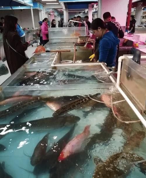 如何前往羅芳水產批發市場？（深圳羅芳水產批發市場）