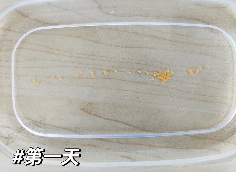 人工采集魚卵的具體步驟是什么（人工采集魚卵是水產養殖中的重要環節） 人工采集魚卵的具體步驟是什么（人工采集魚卵是水產養殖中的重要環節） 龍魚百科 第2張