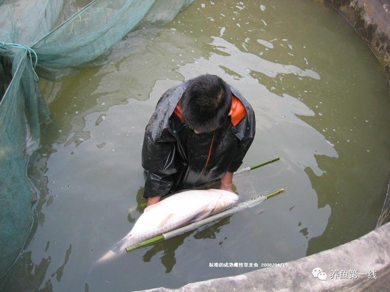 人工采集魚卵的具體步驟是什么（人工采集魚卵是水產養殖中的重要環節） 人工采集魚卵的具體步驟是什么（人工采集魚卵是水產養殖中的重要環節） 龍魚百科 第4張