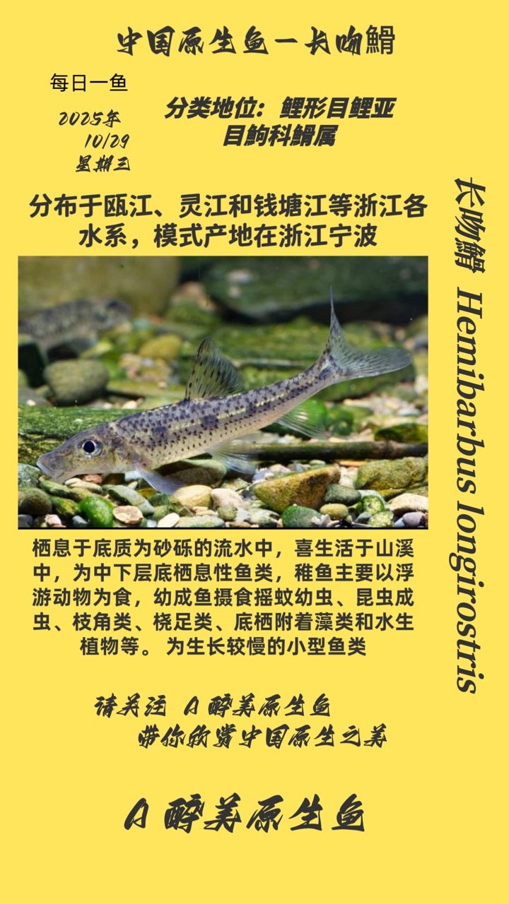 長吻?（長吻鱷生態(tài)與保護）