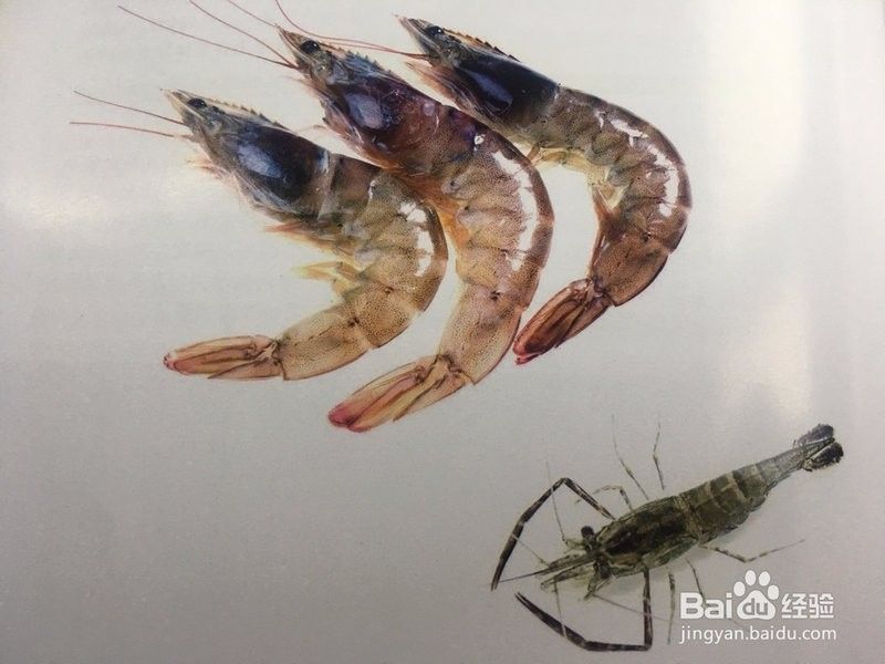 白玉龍魚吃什么食物最好？（白玉龍魚的喂養(yǎng)方法）