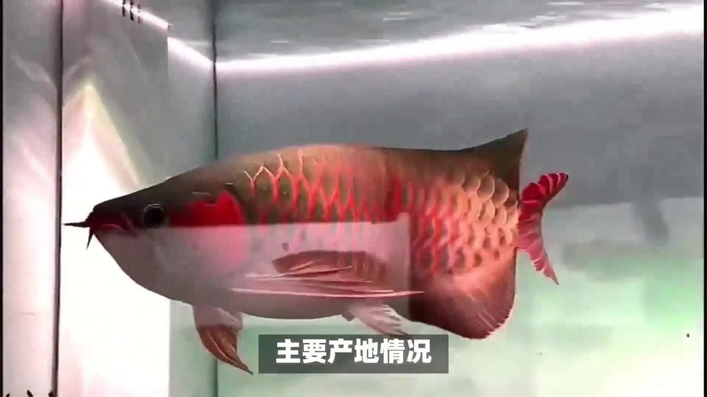 如何下載和安裝大湖紅龍魚視頻播放器？（和安裝大湖紅龍魚視頻播放器的步驟如下：你需要找到）