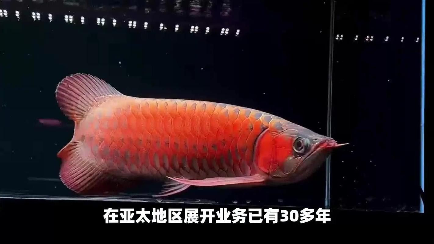如何下載和安裝大湖紅龍魚視頻播放器？（和安裝大湖紅龍魚視頻播放器的步驟如下：你需要找到）
