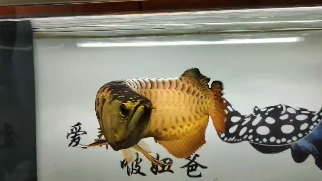 過(guò)背金（山城龍_評(píng)論：過(guò)背金具有很高的藝術(shù)價(jià)值）