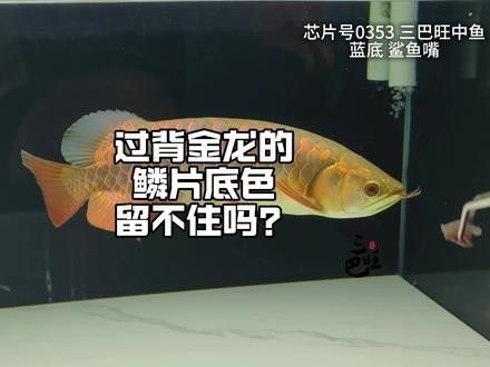 如何區分古典過背和金頭過背？（古典過背和金頭過背是兩種不同的書法風格）