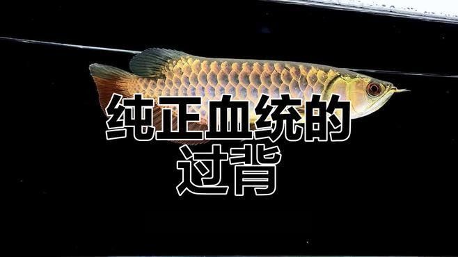 如何區分古典過背和金頭過背？（古典過背和金頭過背是兩種不同的書法風格）