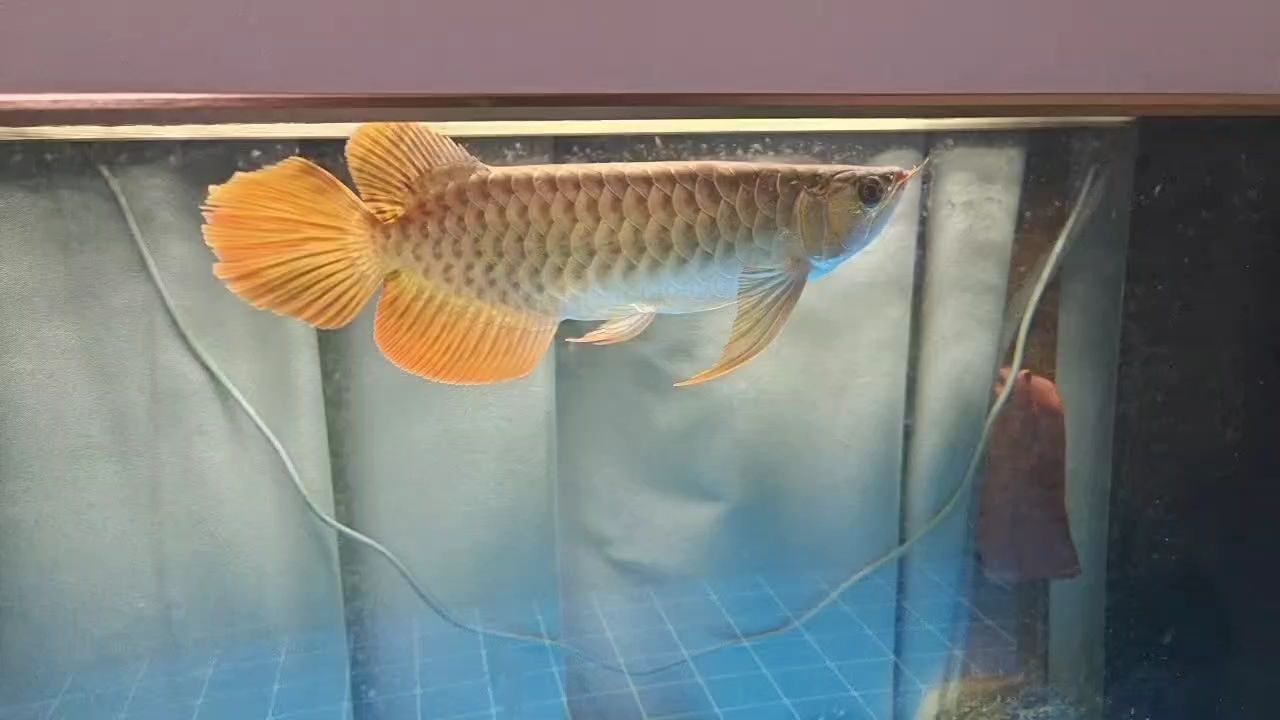 狀態嘎嘎猛，喜歡的來撩[ciya]（狀態嘎嘎猛，喜歡的來撩）