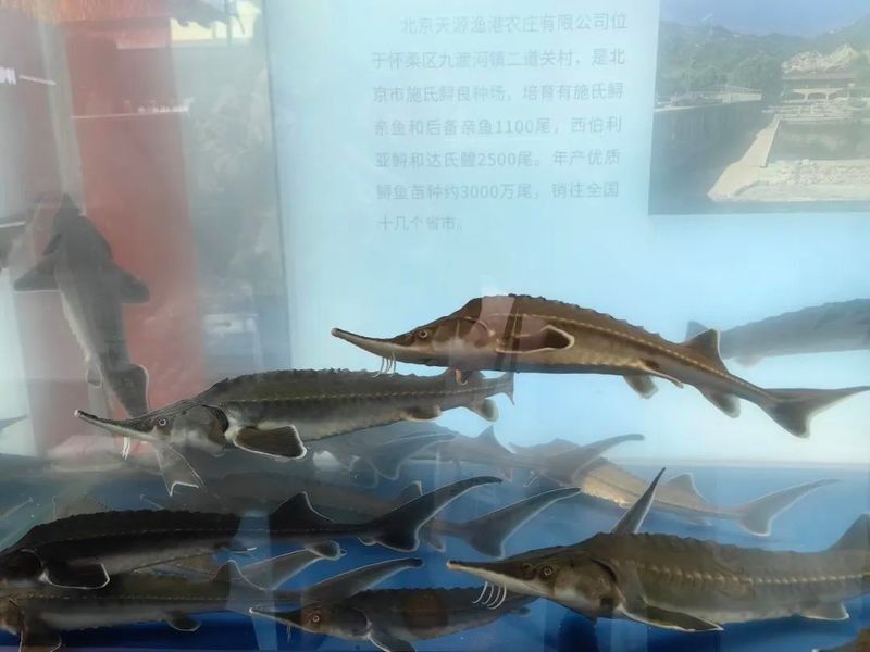 北京乾坤龍魚漁場有哪些龍魚品種？（乾坤龍魚漁場在哪里？）