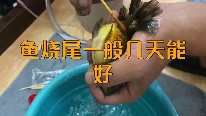 紅龍魚燒尾后多久能恢復（紅龍魚燒尾后如何恢復）