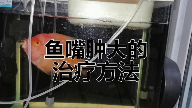 金龍魚張大嘴是疾病嗎？（龍魚兜嘴怎么辦預防與治療方法全解析小熊卡卡龍魚立鱗）