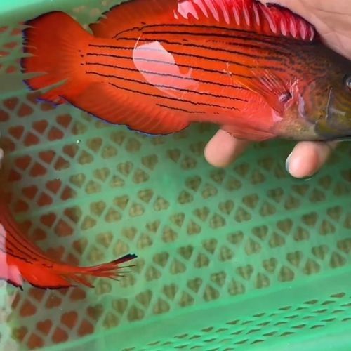 海水紅龍魚能長多大（海水紅龍魚能長多大，海水紅龍魚的飼養注意） 海水紅龍魚能長多大（海水紅龍魚能長多大，海水紅龍魚的飼養注意） 龍魚百科 第2張