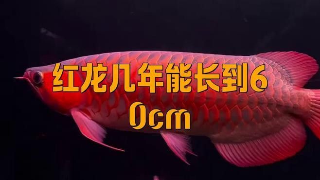 海水紅龍魚能長多大（海水紅龍魚能長多大，海水紅龍魚的飼養注意） 海水紅龍魚能長多大（海水紅龍魚能長多大，海水紅龍魚的飼養注意） 龍魚百科 第6張