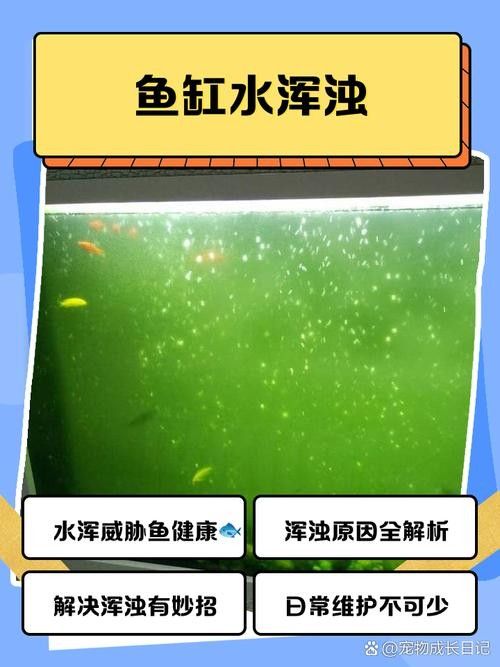 龍魚缸水渾濁會影響龍魚嗎（魚缸水渾濁會死魚嗎）