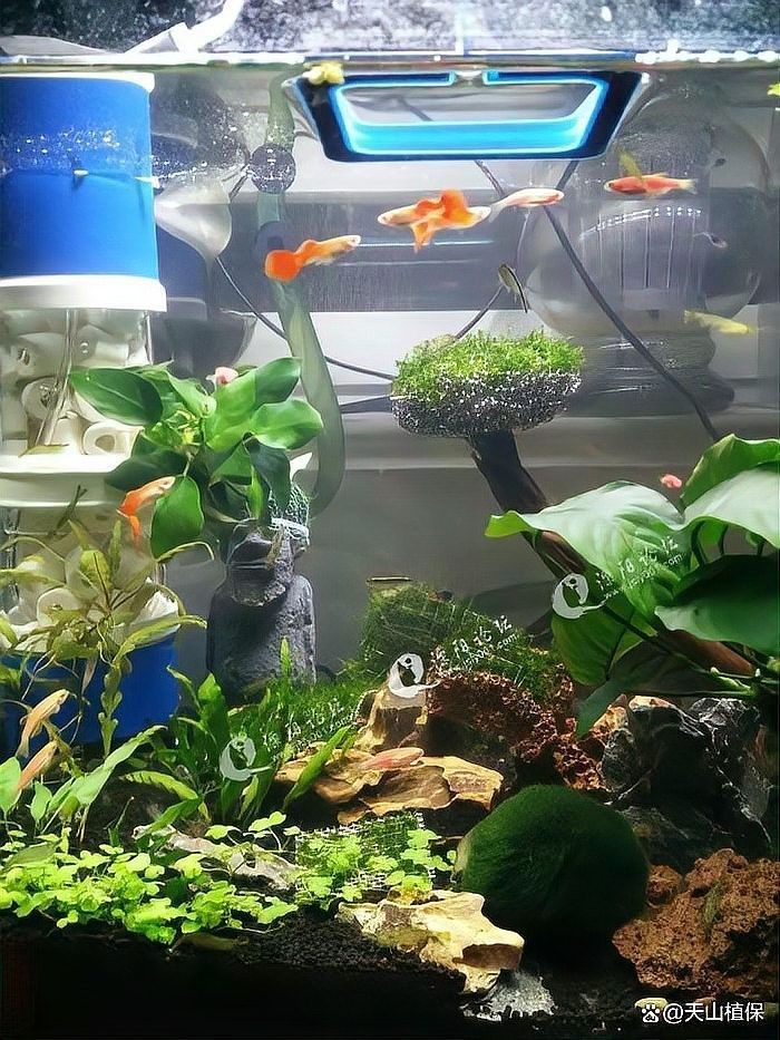 龍魚缸水渾濁會影響龍魚嗎（魚缸水渾濁會死魚嗎）