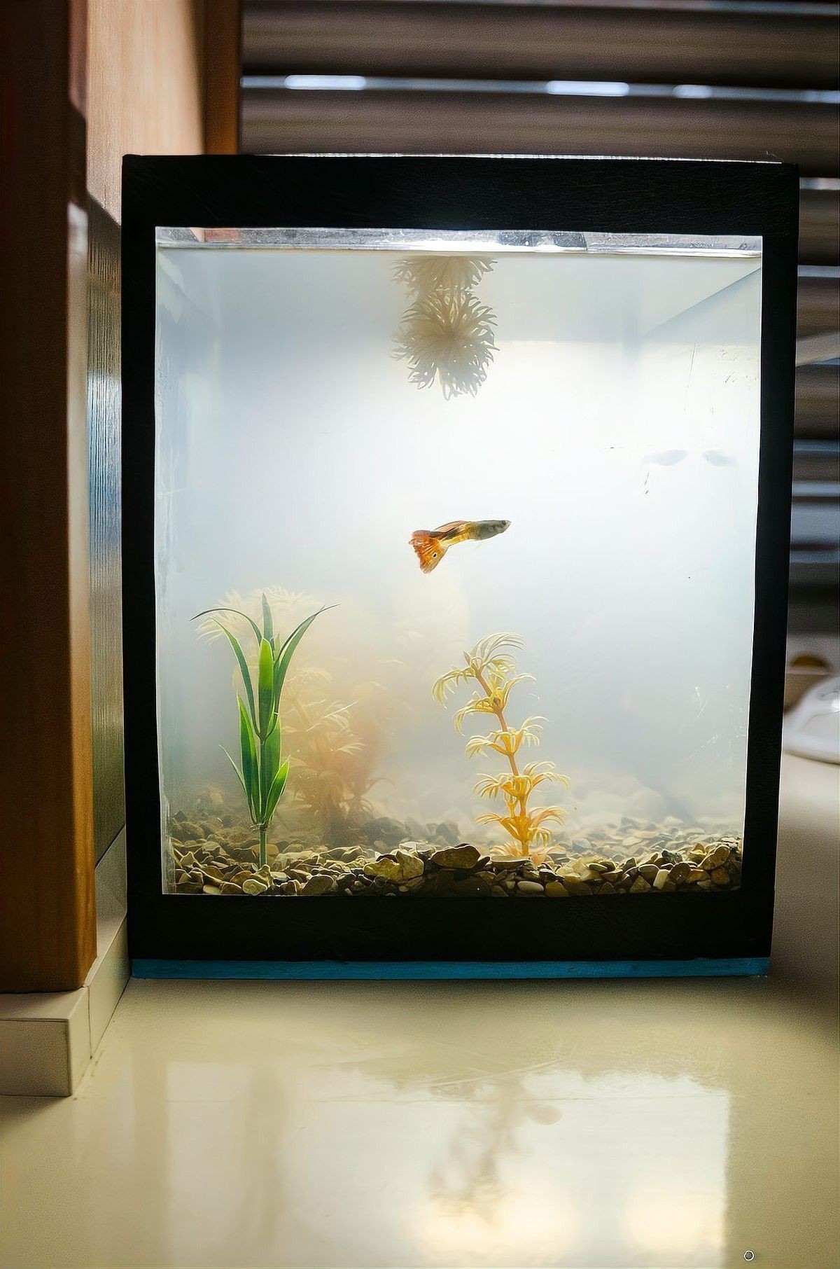 龍魚缸水渾濁會影響龍魚嗎（魚缸水渾濁會死魚嗎）