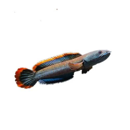 如何挑選健康的野生南鱧雷龍魚（健康的南鱧雷龍魚怎么挑選健康的野生南鱧雷龍魚）