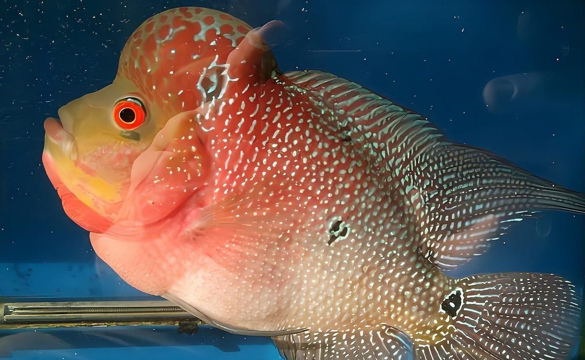 龍魚缺氧會死亡嗎（小愛生活百科，龍魚缺氧前會“求救”!） 龍魚缺氧會死亡嗎（小愛生活百科，龍魚缺氧前會“求救”!） 龍魚百科 第6張