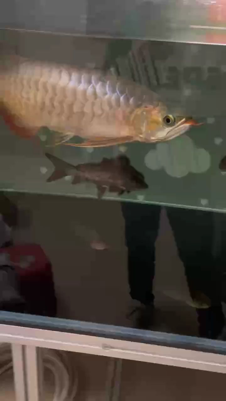 瑕疵魚（瑕疵魚的生物學特性） 瑕疵魚（瑕疵魚的生物學特性） 龍魚論壇
