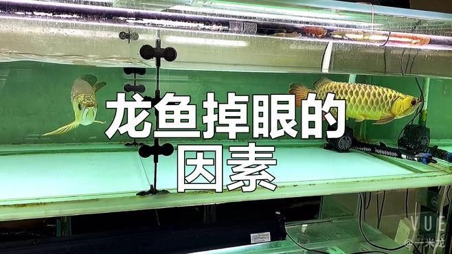 龍魚側燈使用多久會掉眼（龍魚側燈使用多久會掉眼，養魚大全）
