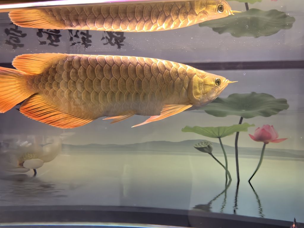 堅持愛好（堅持愛好對于個人成長和心理健康的積極影響）