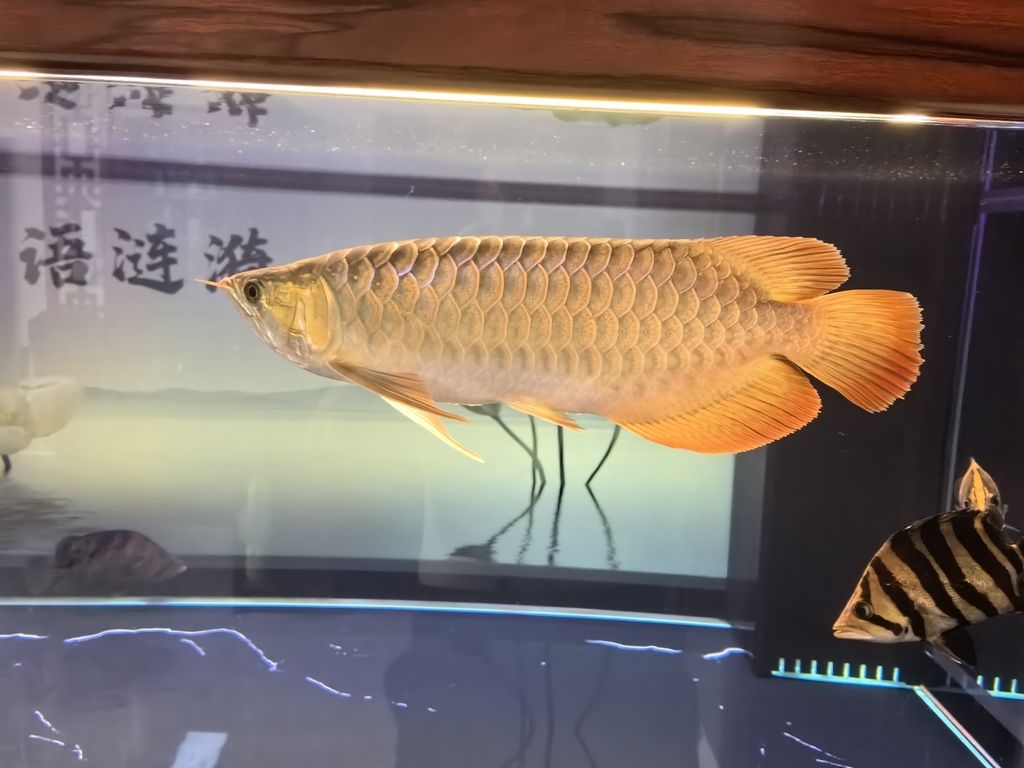 堅持愛好（堅持愛好對于個人成長和心理健康的積極影響）