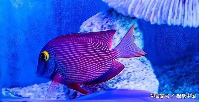 如何判斷紅龍魚是否貧血？（紅龍魚貧血的診斷通常需要通過觀察其行為和外觀癥狀）