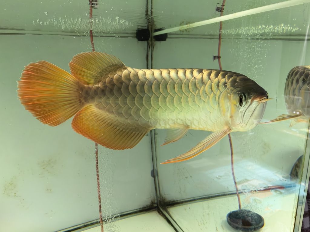 40公分,一直4000k,請教一還能紅嗎(假設(shè)性摘要) 龍魚論壇 第4張 40公分,一直4000k,請教一還能紅嗎(假設(shè)性摘要) 40公分,一直4000k,請教一還能紅嗎(假設(shè)性摘要) 龍魚論壇 第4張