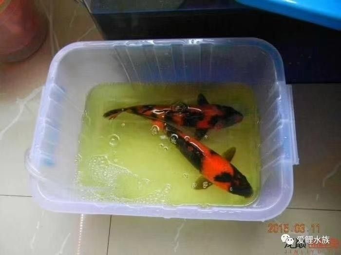 龍魚鹽浴后多久換水（養魚人說魚,魚缸換水加鹽正確方法,你做對了嗎）