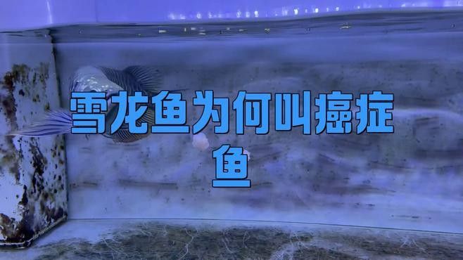 雪龍和白子銀龍哪個(gè)更稀有？（雪龍和白子銀龍哪個(gè)更稀有，）