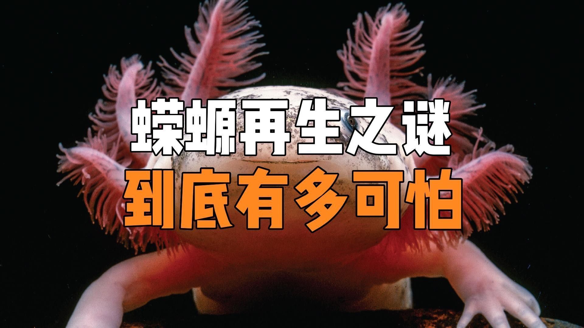 如何安全地飼養東方蠑螈？（東方蠑螈水生寵物飼養東方蠑螈的飼養） 如何安全地飼養東方蠑螈？（東方蠑螈水生寵物飼養東方蠑螈的飼養） 龍魚百科 第3張