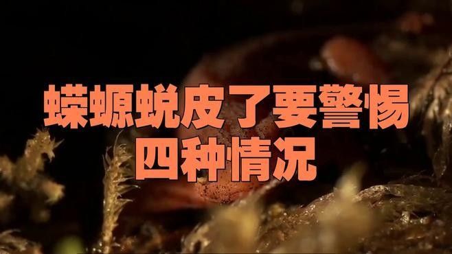 如何安全地飼養東方蠑螈？（東方蠑螈水生寵物飼養東方蠑螈的飼養） 如何安全地飼養東方蠑螈？（東方蠑螈水生寵物飼養東方蠑螈的飼養） 龍魚百科 第6張