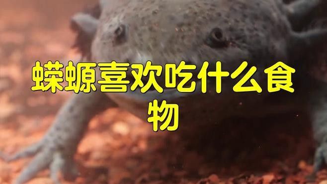 如何安全地飼養東方蠑螈？（東方蠑螈水生寵物飼養東方蠑螈的飼養） 如何安全地飼養東方蠑螈？（東方蠑螈水生寵物飼養東方蠑螈的飼養） 龍魚百科 第4張