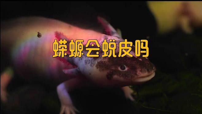 如何安全地飼養東方蠑螈？（東方蠑螈水生寵物飼養東方蠑螈的飼養） 如何安全地飼養東方蠑螈？（東方蠑螈水生寵物飼養東方蠑螈的飼養） 龍魚百科 第7張