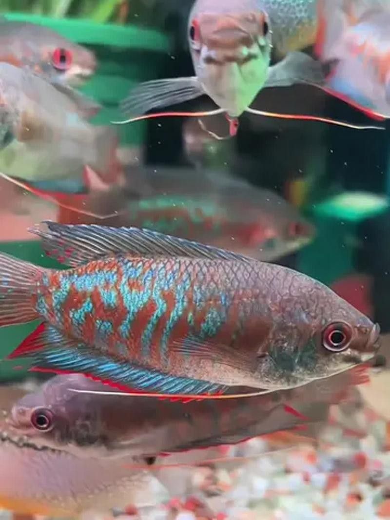 麗麗魚有哪些品種？（麗麗魚最建議買的三個品種）